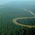 Strict Amazon protections made Brazilian farmers more productive, new research shows