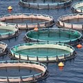 Fish farming at industrial scale: a Turkish case study
