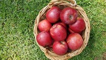 Fruit-industry veteran scores an apple hat trick