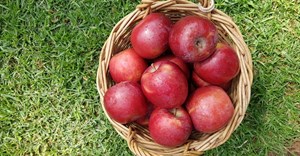 Fruit-industry veteran scores an apple hat trick