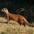 Yellow mongoose probably don’t come to mind when thinking of scavengers - but they have been found to scavenge and scatter body parts. Jonathan Pledger/Shutterstock
