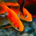 Attention spans - the evolution of a goldfish