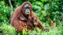 Palm oil boycott could actually increase deforestation - sustainable products are the solution