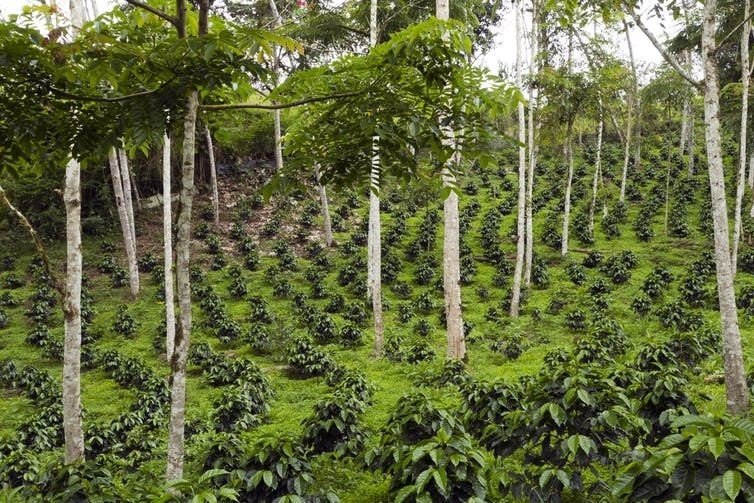 An organic coffee plantation in Ecuador.