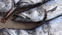#BizTrends2019: In praise of the pilchard; the delights of unfashionable fish