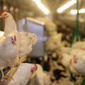 Cognitive robots impact poultry sector