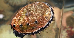 Abalone. Image by Toby Hudson, CC BY-SA 3.0,