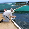 Aquaculture key to food security and nutrition?