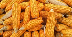 A brief history of South Africa's maize production