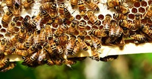 Honey bees, already at risk, face a new threat from a common herbicide