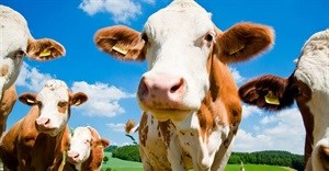 NPA provisionally withdraws Estina dairy farm case