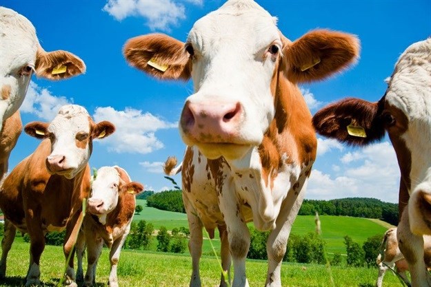 NPA provisionally withdraws Estina dairy farm case