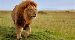 National Assembly adopts report on captive lion breeding