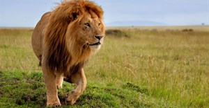 National Assembly adopts report on captive lion breeding