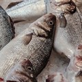 WorldFish, COMESA facility in Zambia to help boost fish trade in Africa