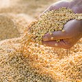 Improving the soybean value chain
