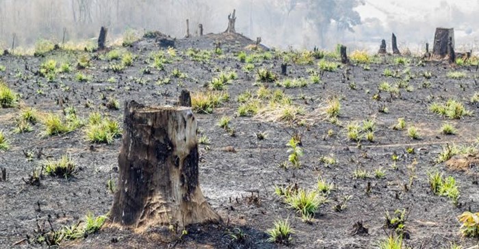 Madagascar's indigenous forests are being stripped to meet energy needs. Photo: Greentumble