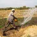 Farmer irrigating vegetables in Mali ©Tingju Zhu/IFPRI
