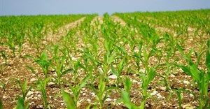South Africa's 2018/19 maize harvest estimate lowered