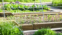 In 100 years' time, maybe our food won't be grown in soil