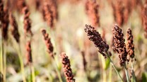 Can South Africa's sorghum industry be revived?