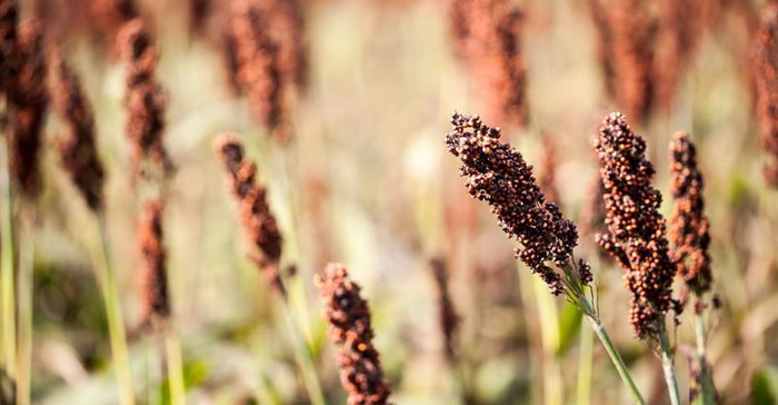 Can South Africa's sorghum industry be revived?