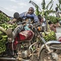 A motorcyclist has his vehicle loaded with hands of matoke - ©Panos