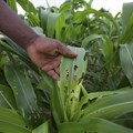 African countries should turn to lower risk solutions to fight fall armyworm