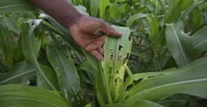 African countries should turn to lower risk solutions to fight fall armyworm