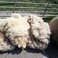 FMD: Minimal impact on wool exports