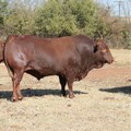 Challenging year ahead for South African beef cattle farmers