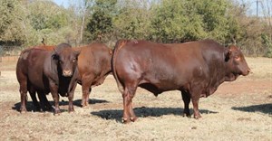 Challenging year ahead for South African beef cattle farmers