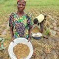 Why Nigeria should first support rice farmers before it cuts off imports