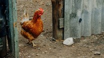 New nitrogen removal technology reveals poultry manure potential for anaerobic digestion