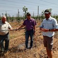Nelius Ferreira, Free State Agriculture’s Young Farmer of the Year for 2018, explains some practices in his apple farming. 

From left are Professor's Allan Bennie and Pieter Fourie, both from the Central University of Technology, and Ferreira. ©Jóhann Thormählen