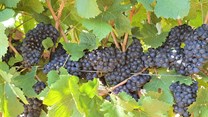 SA wine harvest trends to look out for per region