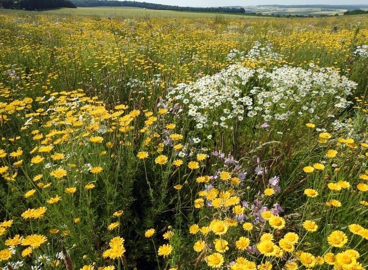 Flower meadows planted near crops can benefit crops and wild biodiversity. (Shutterstock)