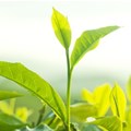 UFS tea farming project gets financial boost