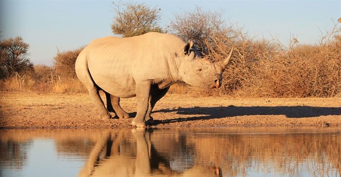 Two nabbed with 10 rhino horn pieces