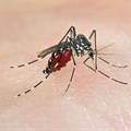 Set of genes predicts severity of dengue