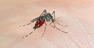 Set of genes predicts severity of dengue