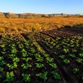 New FAO publication highlights why sustainable agriculture policies are key
