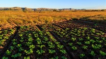 New FAO publication highlights why sustainable agriculture policies are key