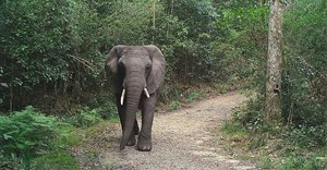 Female elephant spotted roaming Knysna forest