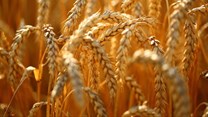 Global food prices show increase in January