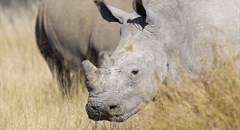 Mokonyane reports progress made on curbing rhino poaching
