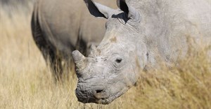 Mokonyane reports progress made on curbing rhino poaching