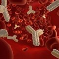 Antibody could increase cure rate for blood, immune disorders