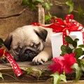 Survey says 12% of influencers buy their pets gifts on Valentine's Day