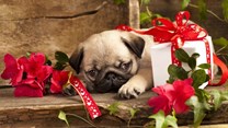 Survey says 12% of influencers buy their pets gifts on Valentine's Day